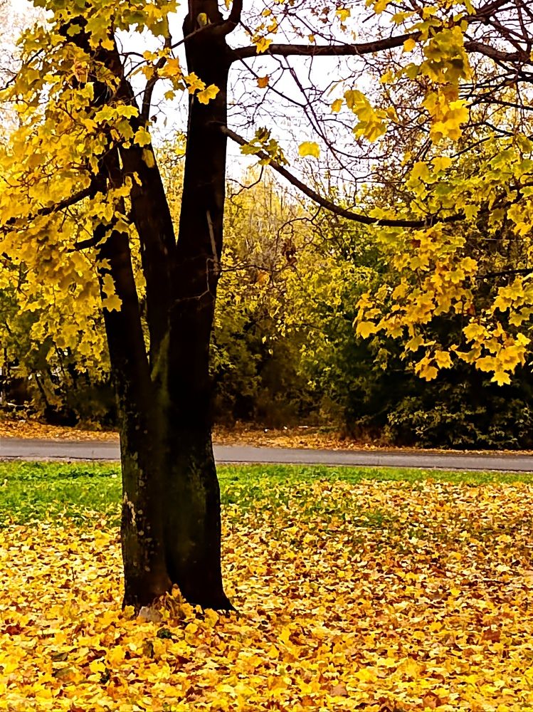 Золотая осень