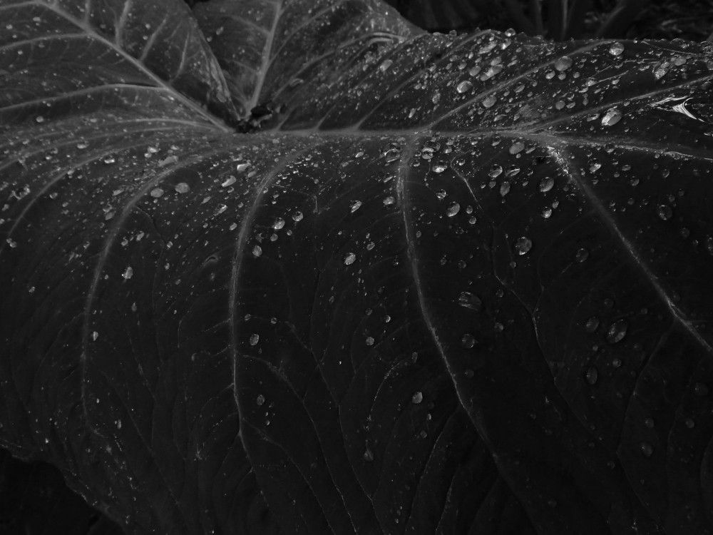 Photograph by Régis Santos