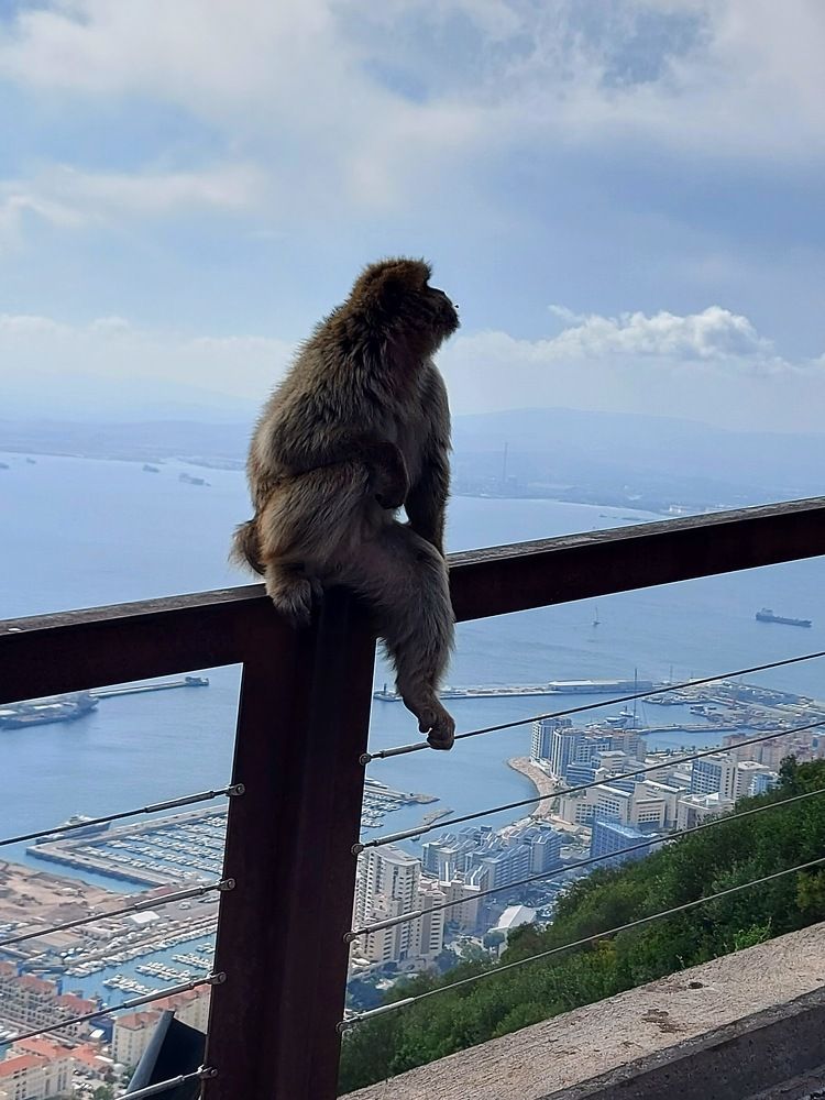 Monkey in Gibraltar