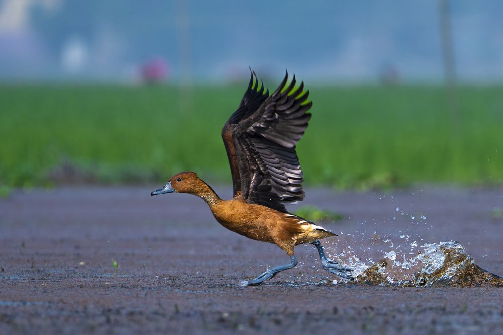 Фотография автора Roy Diganta