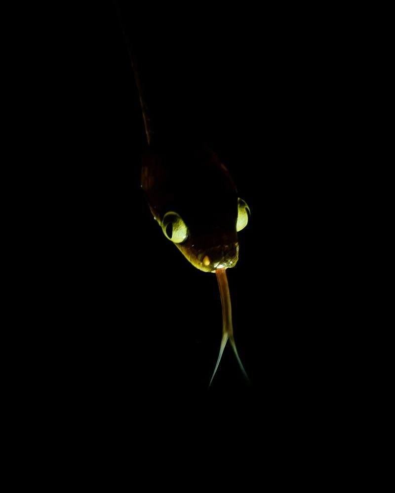 Photograph by Prasad Hamine