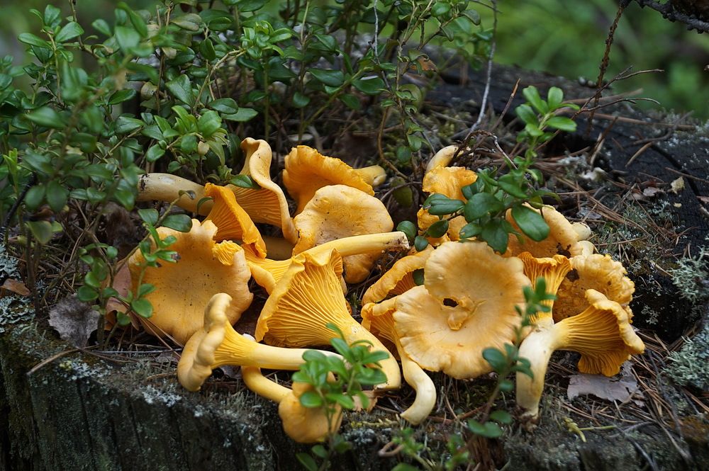 Photograph by Галина Кан