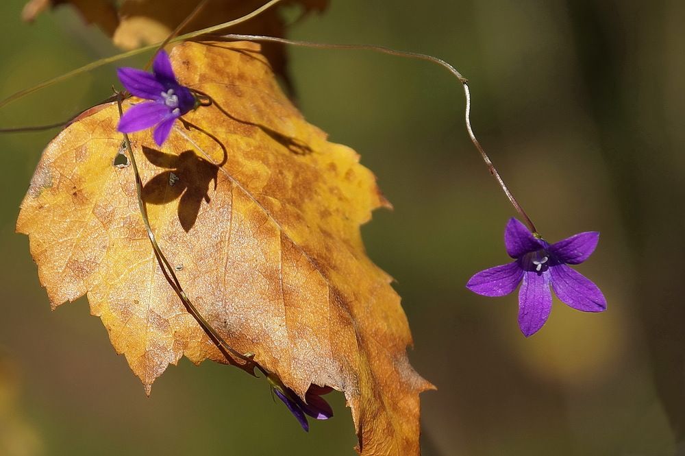 Photograph by Галина Кан