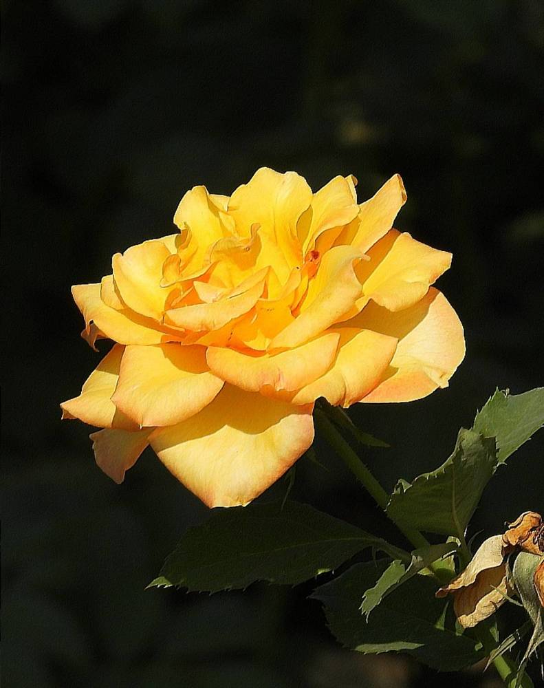 Garden yellow rose
