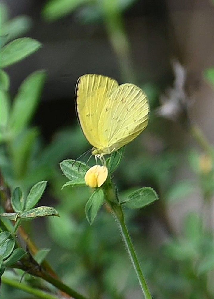 Common grass yellow buttrfly