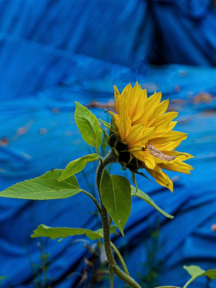 Фотография автора Екатерина Першина