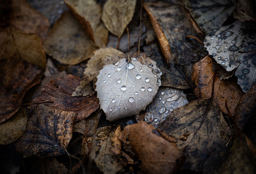 Фотография автора Ляшеев Дмитрий