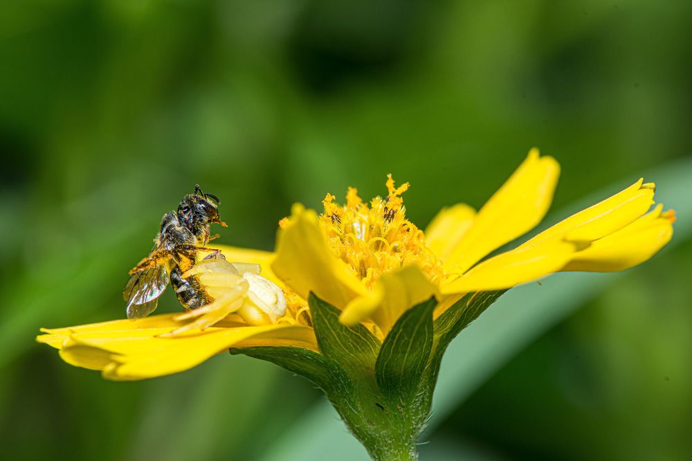 Фотография автора Dipayan Debbarma