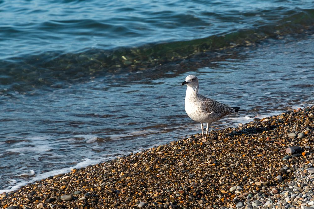 Photograph by Виталий Шкадинов