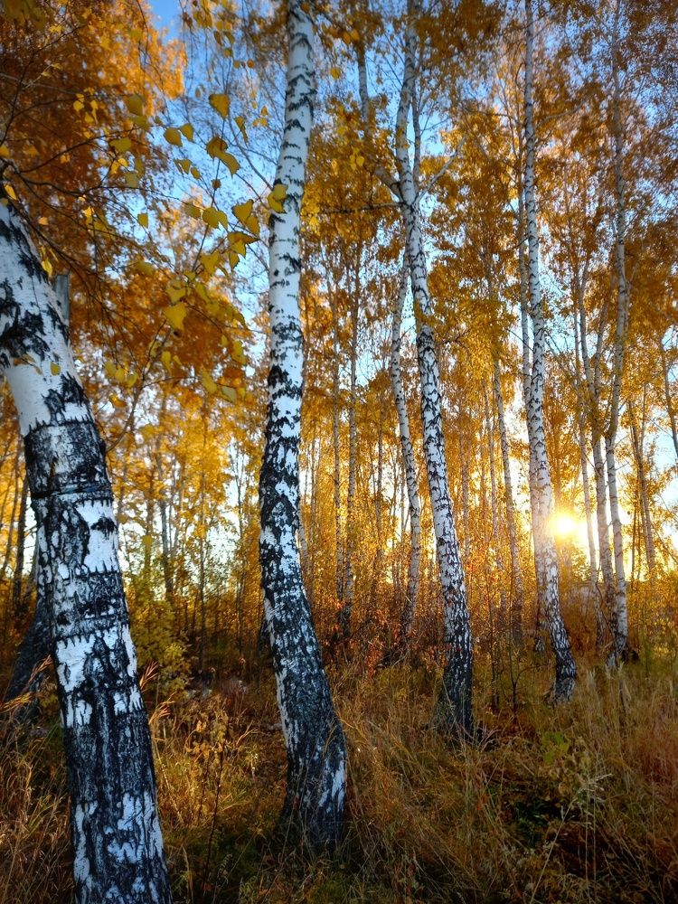 В берёзовом леске.