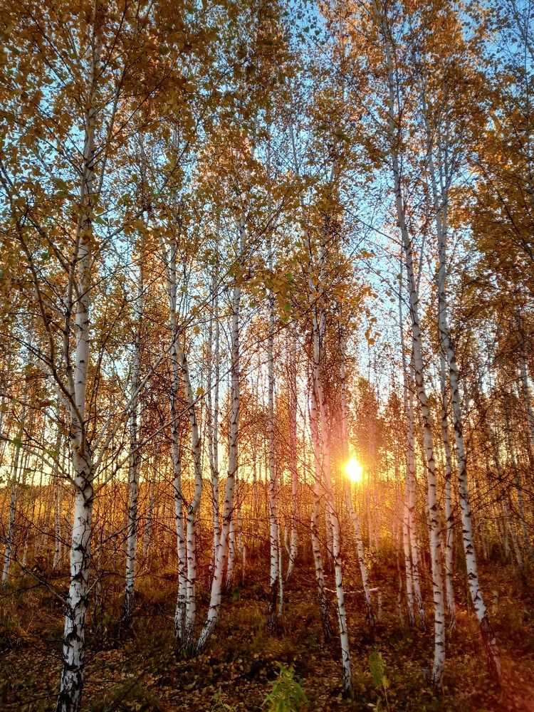 В берёзовом леске