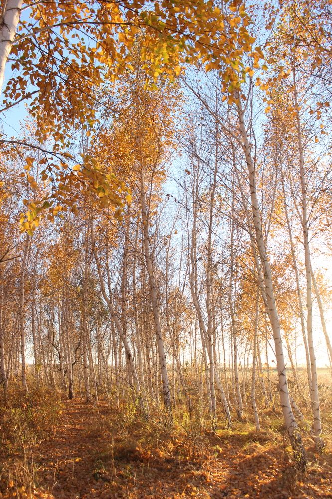 Photograph by Кристина Медведюк