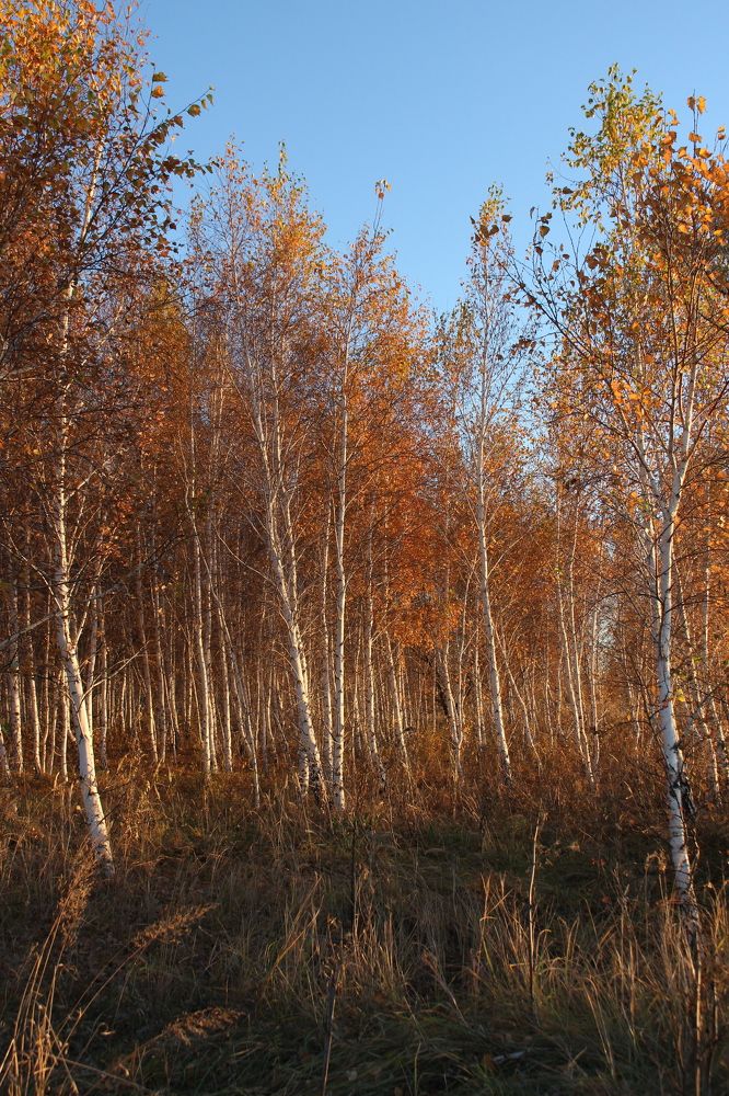 Photograph by Кристина Медведюк