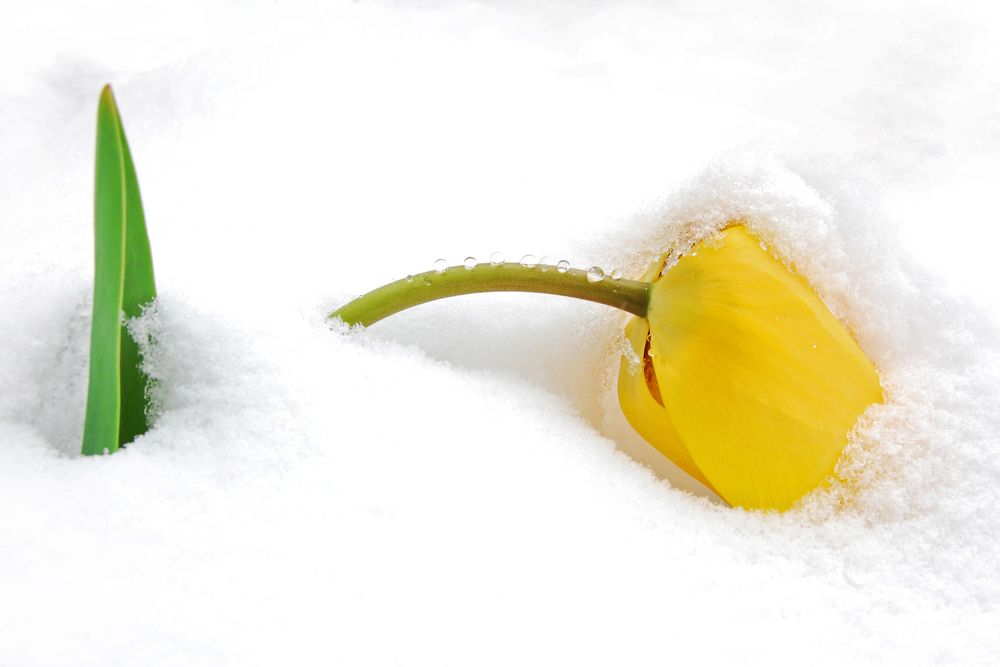 Photograph by Abdolrahman Mojarrad