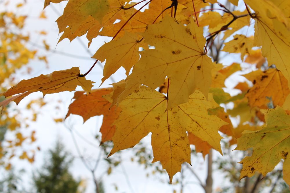 Photograph by Екатерина Хозяшева