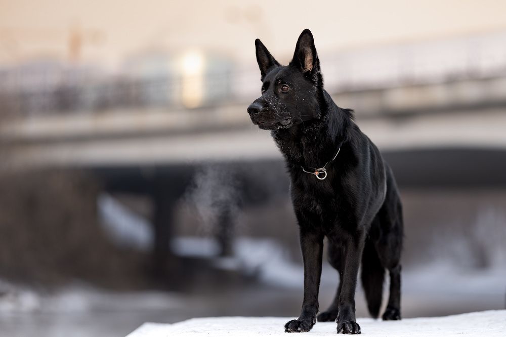 Черный пес зимой