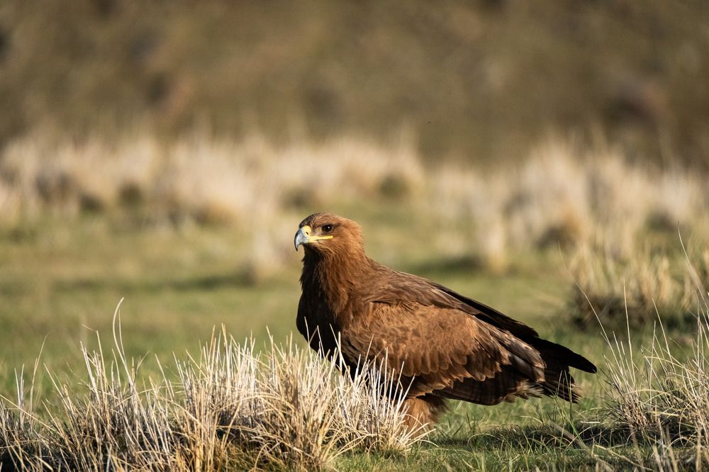 Фотография автора Andrey Shishkalov
