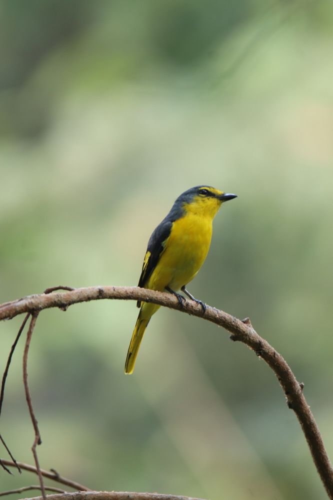 Фотография автора Gokul K. U