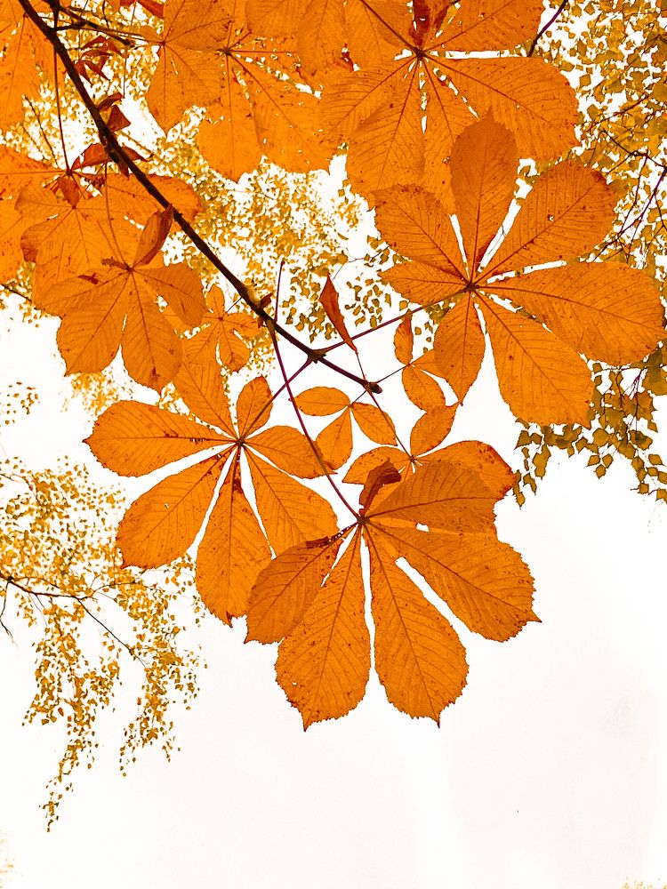 Photograph by Мария Карпычева