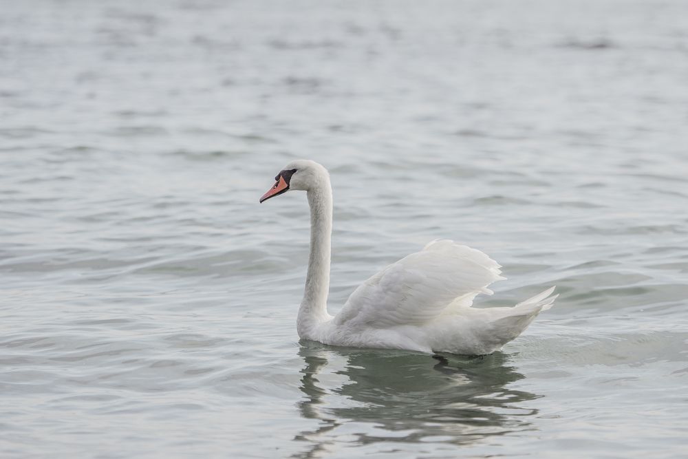 Фотография автора Ольга Тенилова
