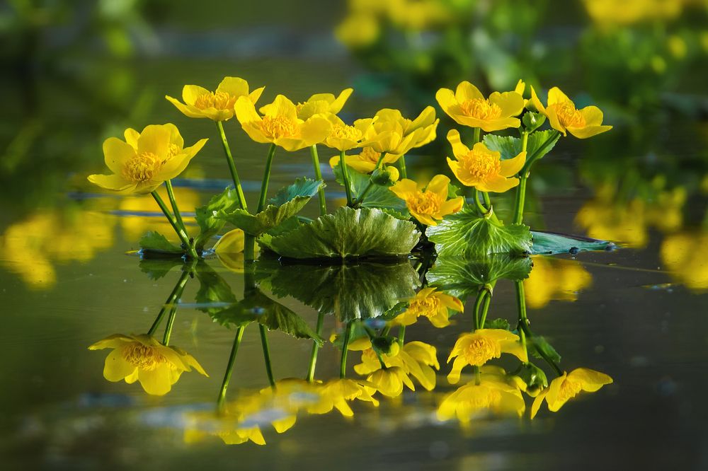 Фотография автора Lozhkin Vyacheslav