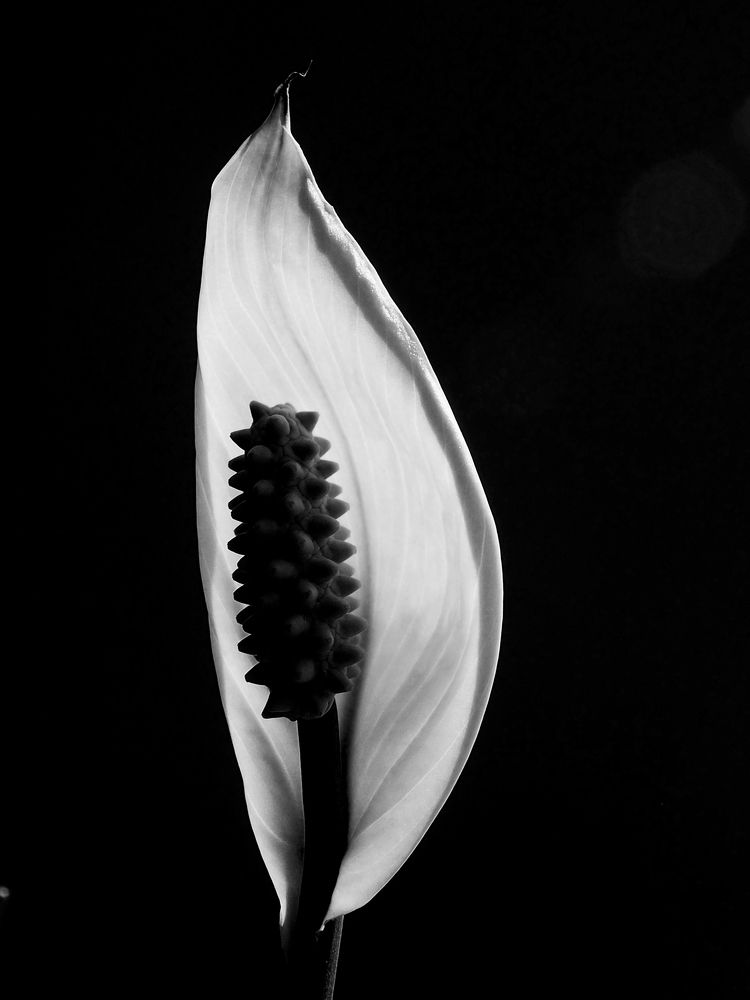 Photograph by Abdolreza Aleagha