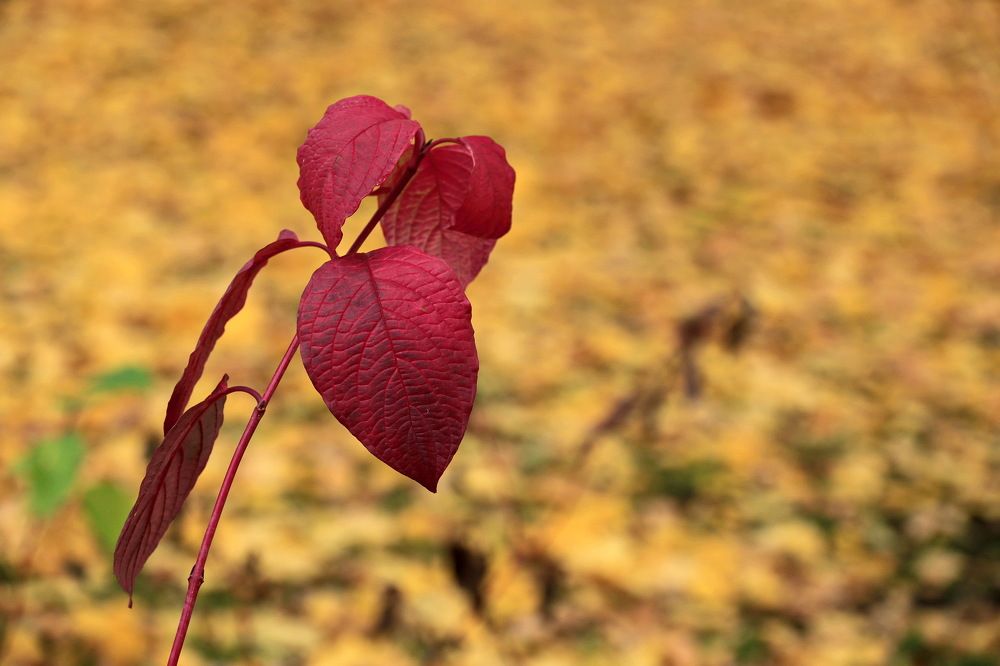 Москва, в парке.