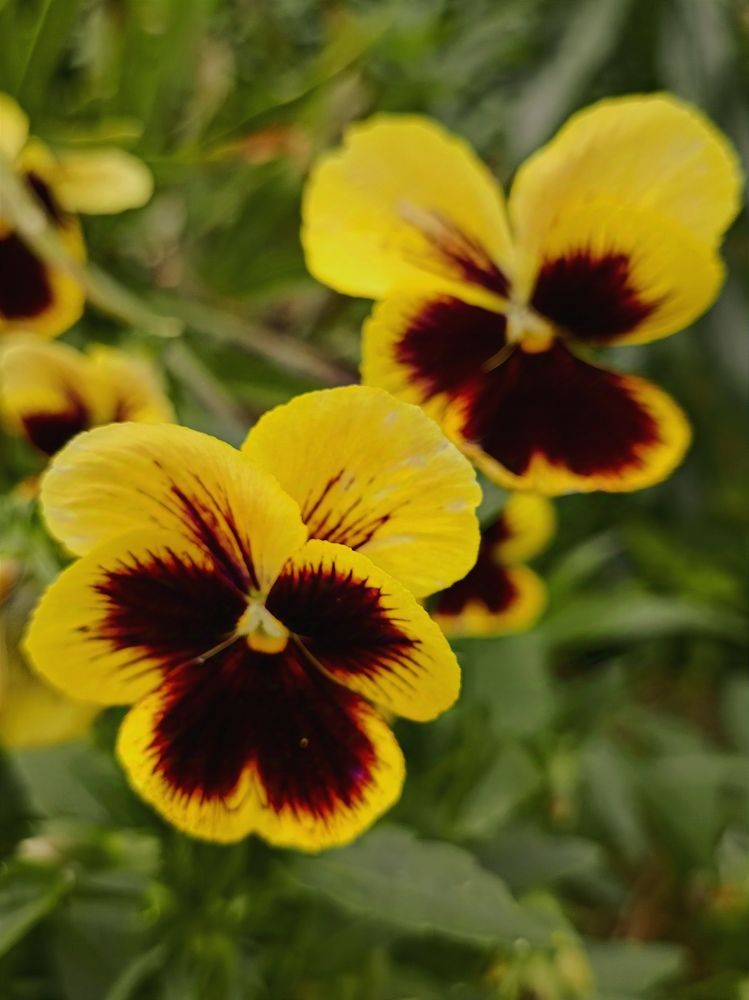 Photograph by Елена Пархоменко