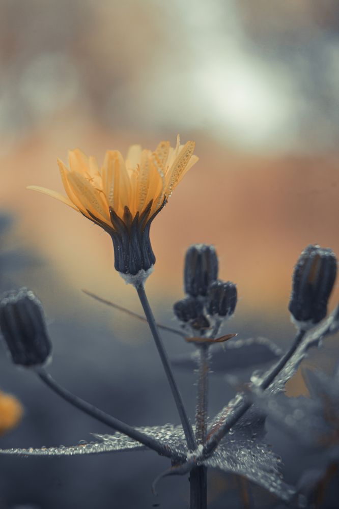 Photograph by Fábio Martins