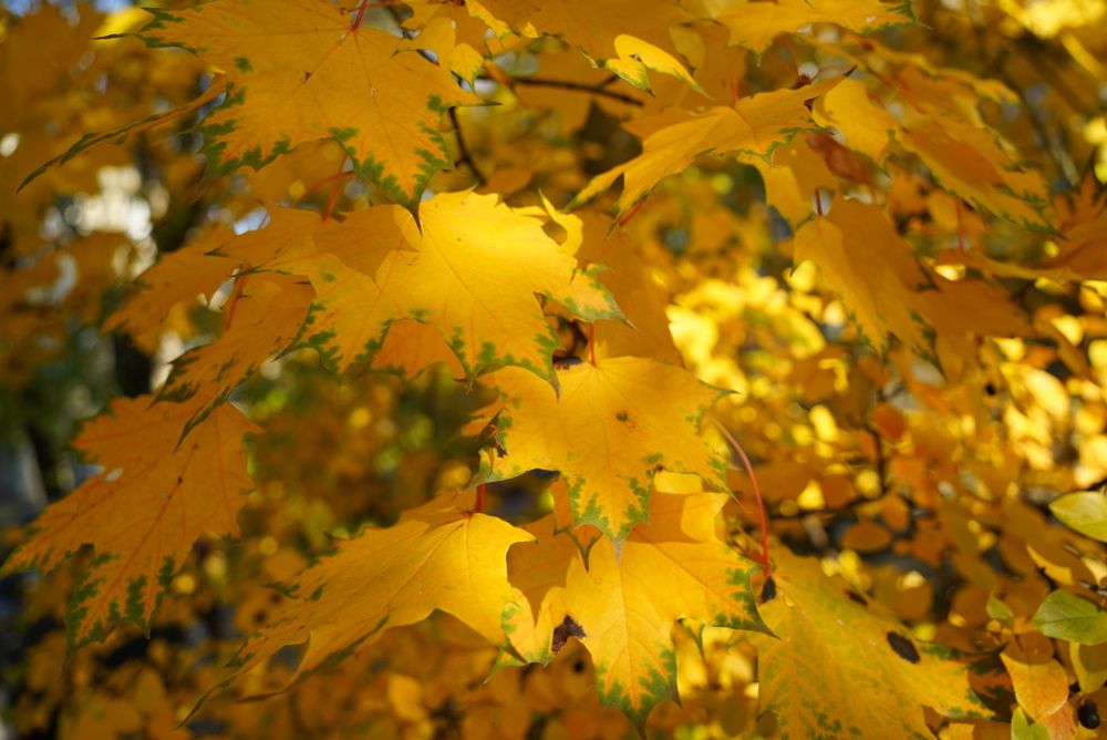 Фотография автора Юлия Овчинникова