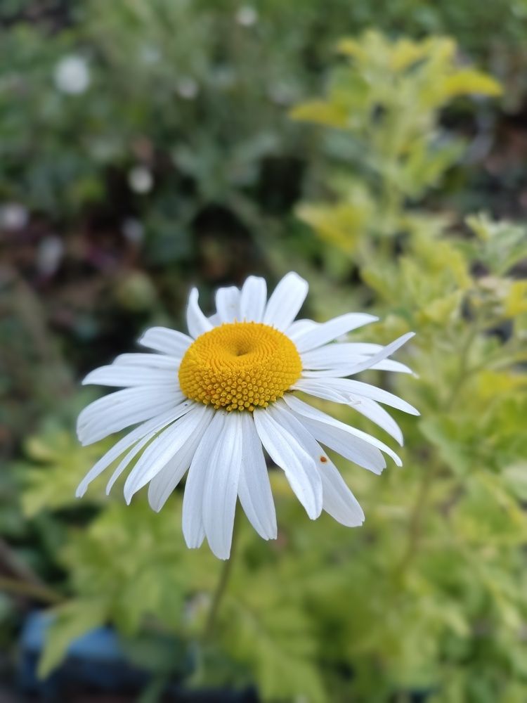 Photograph by Роза