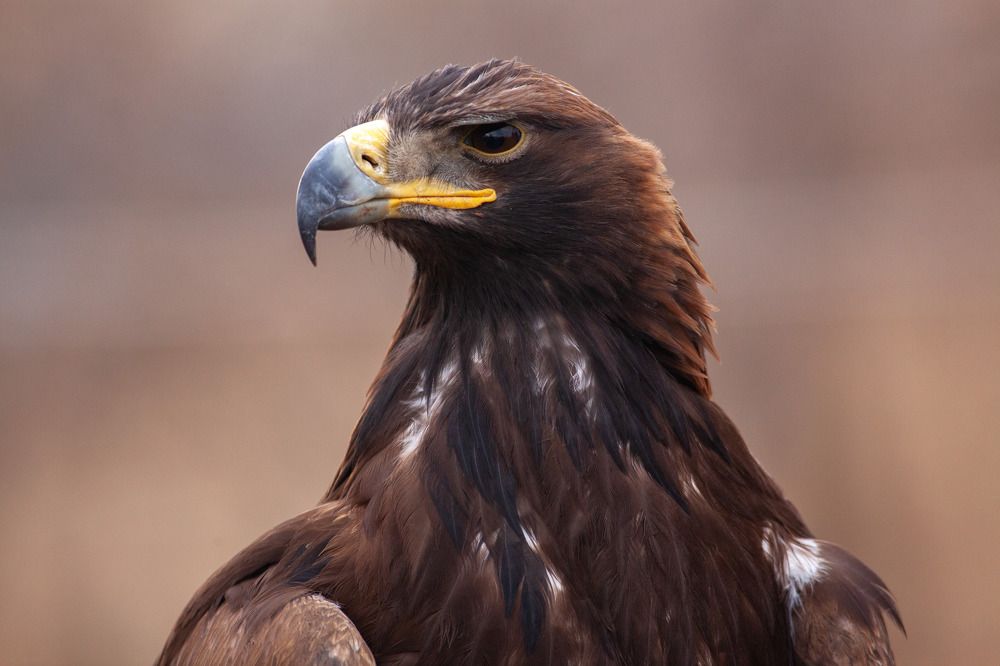 Фотография автора Andrey Shishkalov