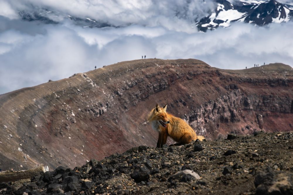 Лисица на влк. Горелый