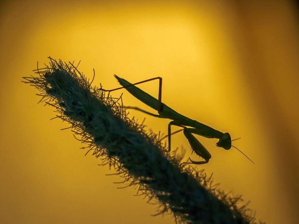 Photograph by Davide Poletto