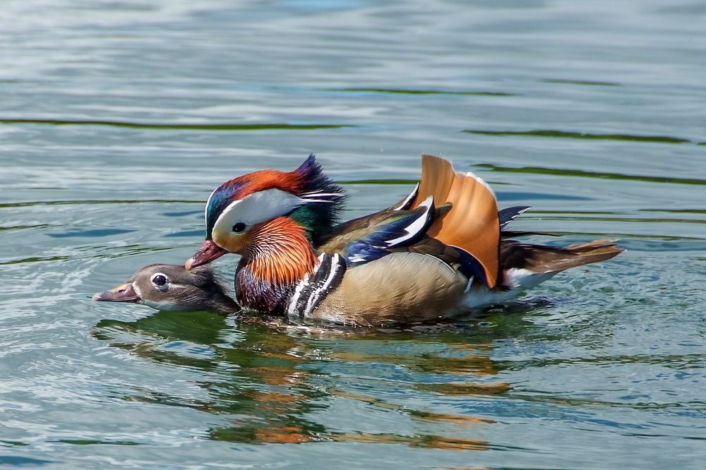 Фотография автора Aleksej Musatov