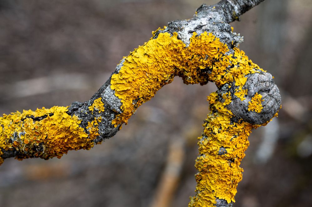 Photograph by Анна Стрелковская