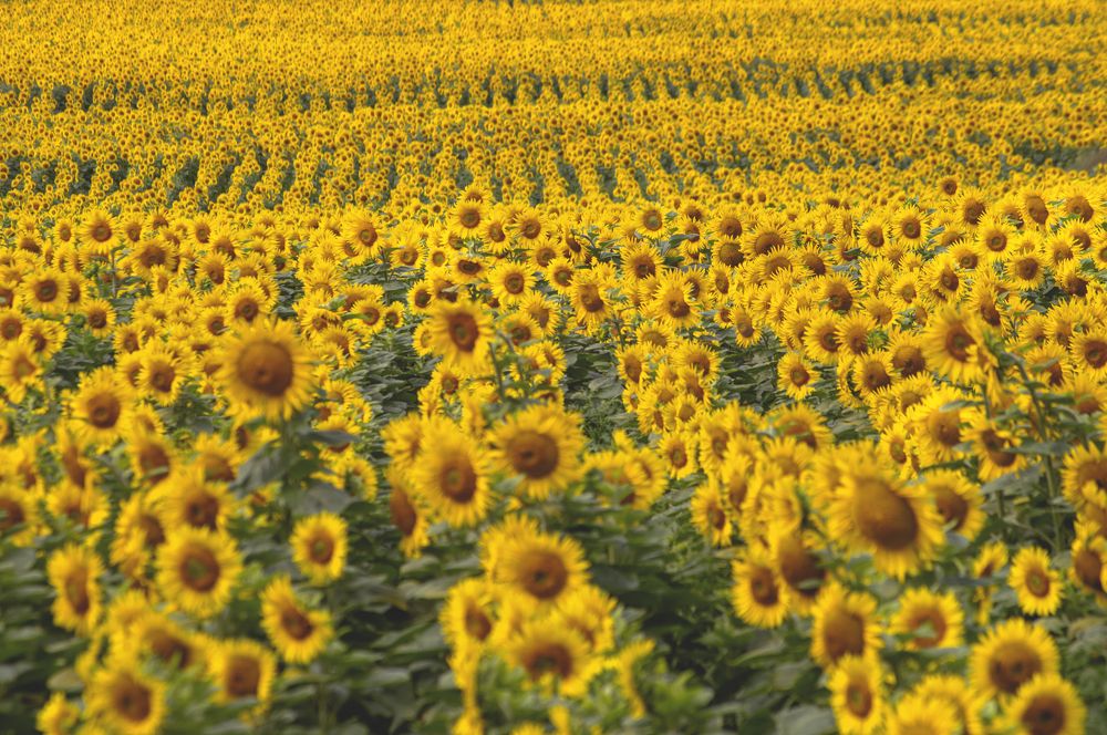 Photograph by Елена Кошелева