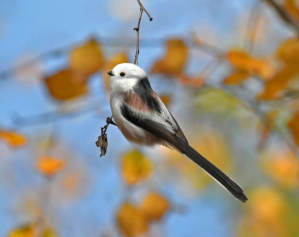 Осень. Длиннохвостая синица.