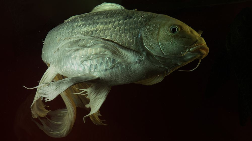 Photograph by Игорь Разенков