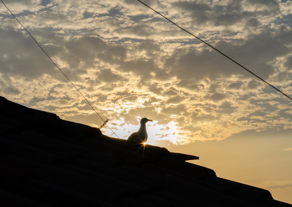 Фотография автора Mario Marco Cosulich