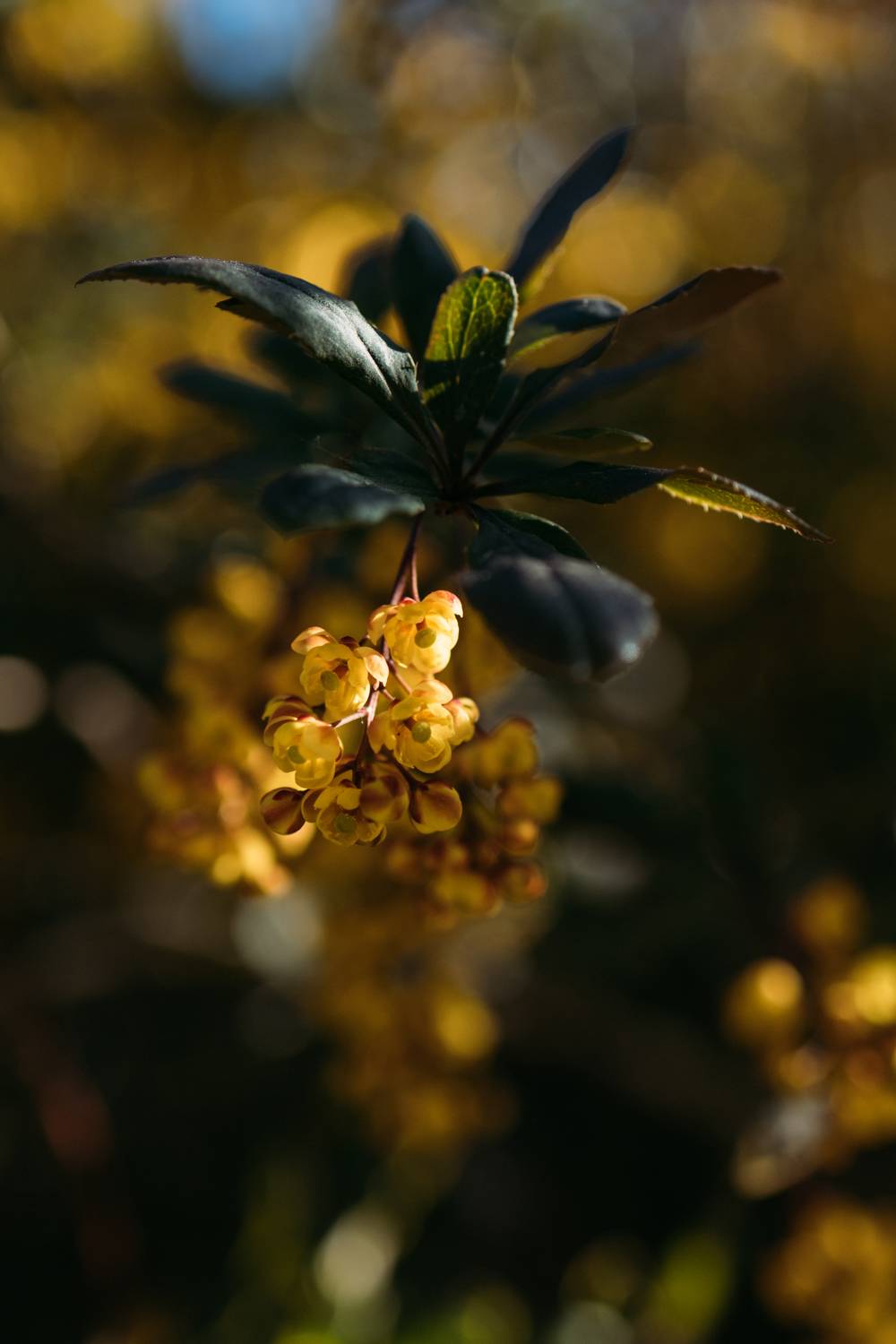 Photo #11144647