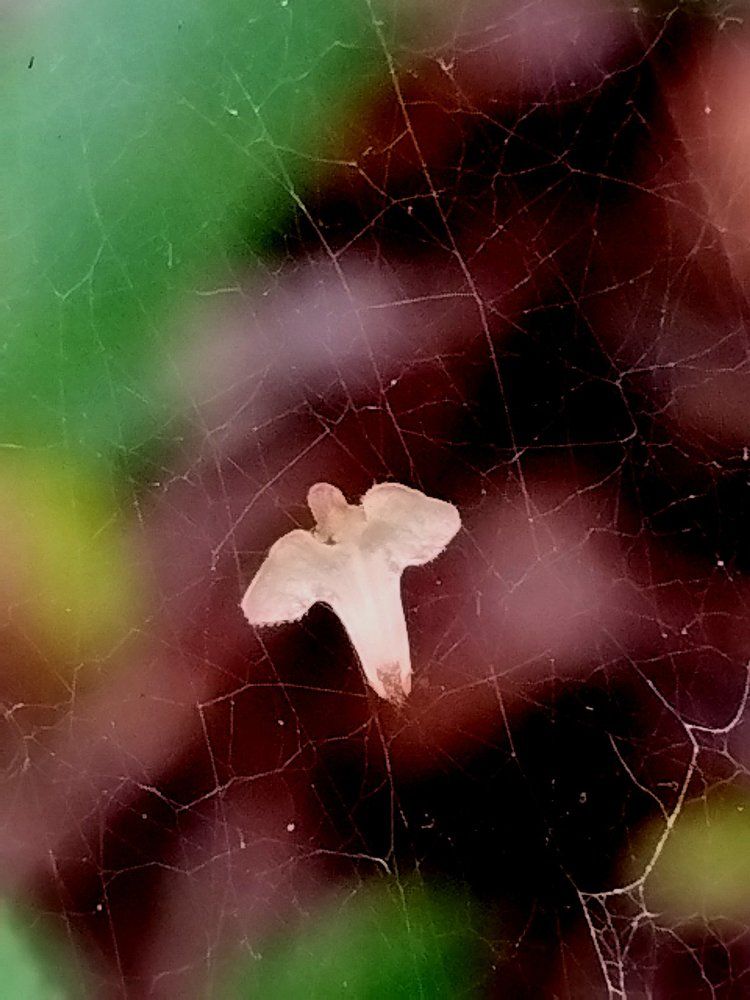 Отдых на паутине.