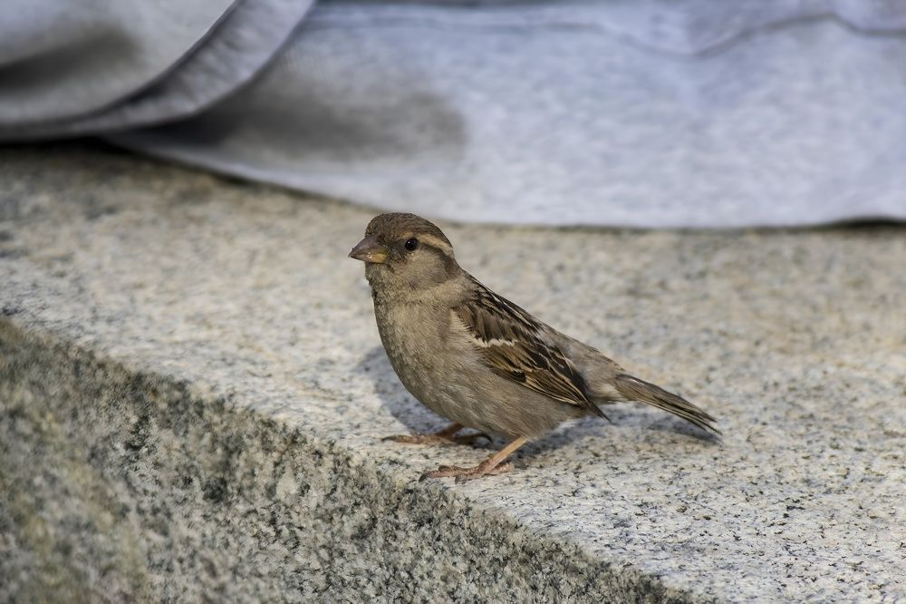 Photograph by Ирина Шибитова