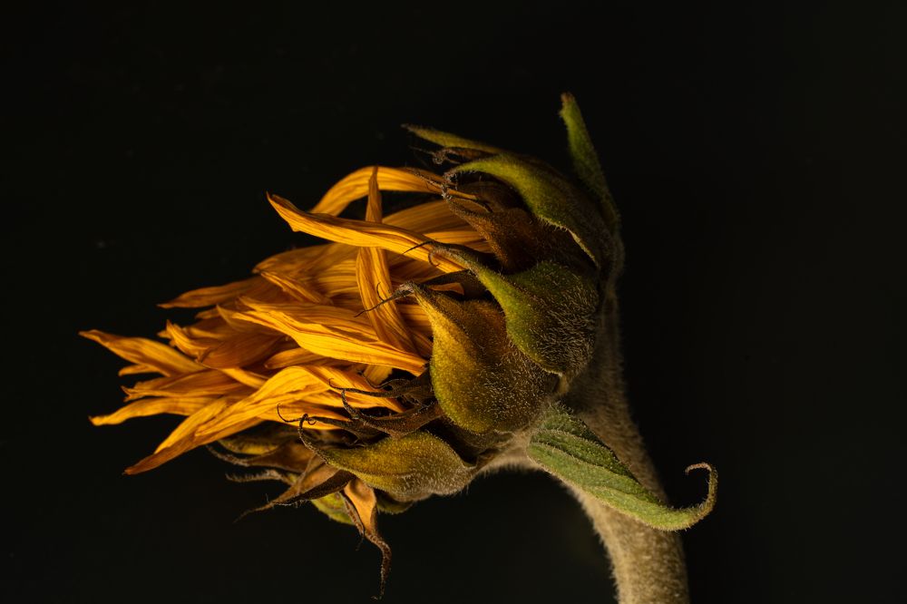 Photograph by Viktoria Roschen