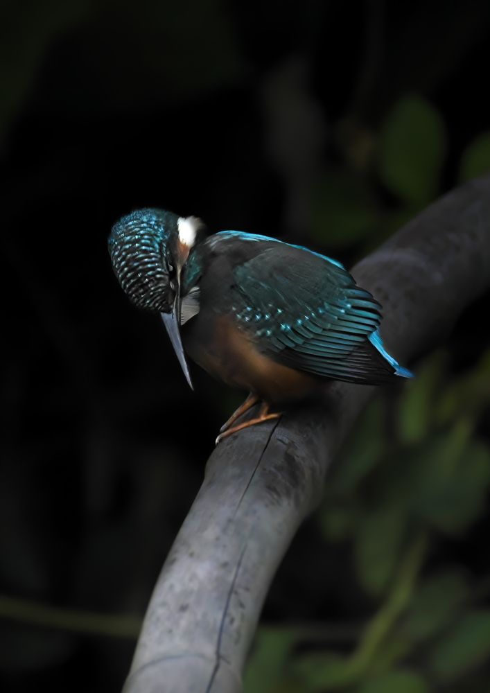 Photograph by Kaisyakuji Yushi