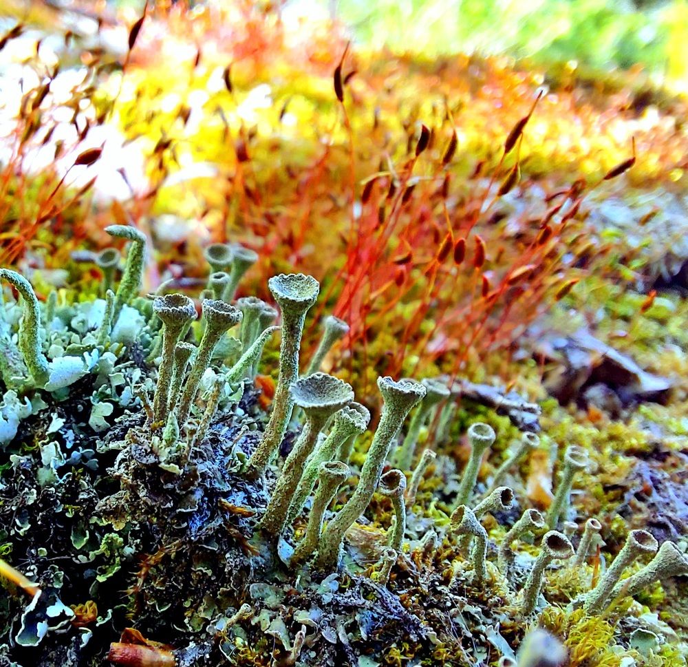 Лишайник Кладония и цветущий мох