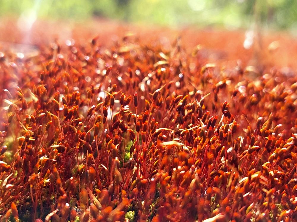 Фотография автора Анастасия