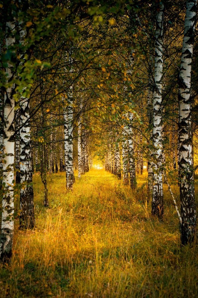 Photograph by Алексей Еремеев