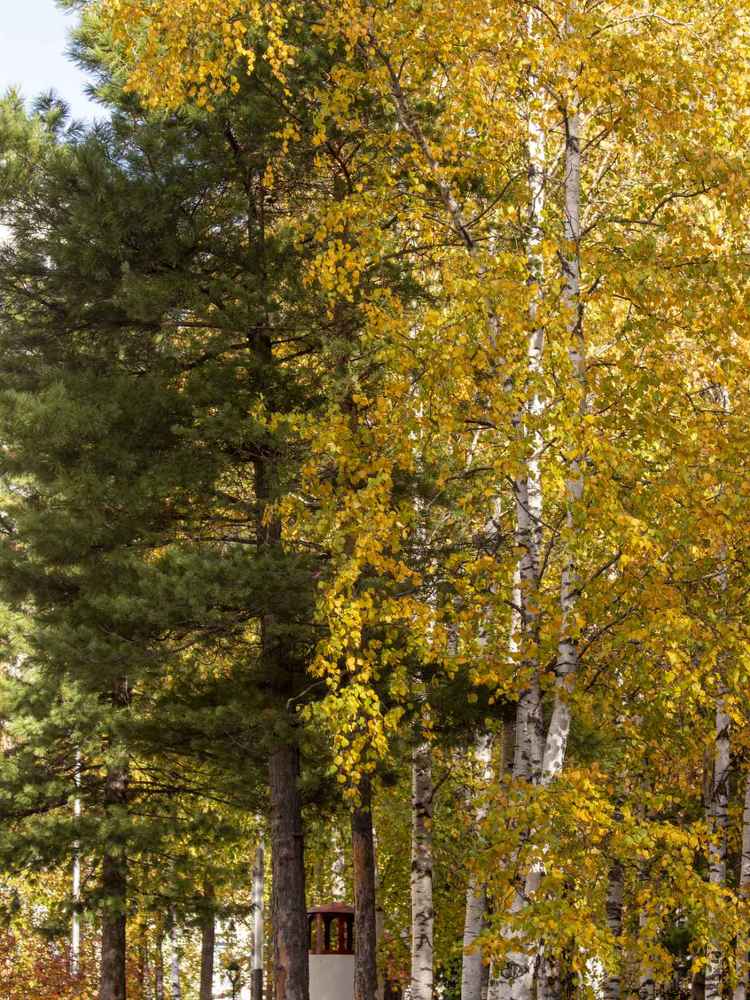 Photograph by Мария Степанова