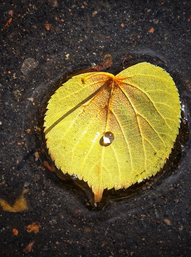 Жёлтая колыбель